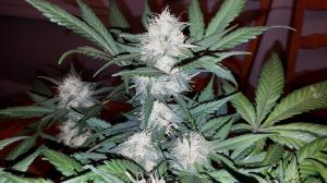 Super OG Kush