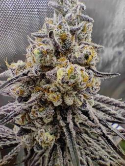 Buddha Gelato - картинка 2