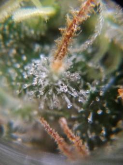 Sherbet Queen Auto - картинка 7
