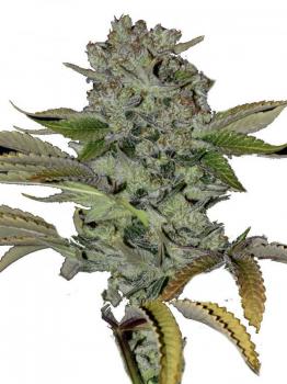 Jack Herer Auto