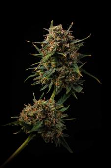 Terp & Tonic Auto - картинка 3