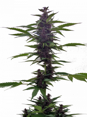 Auto Grizzly Purple