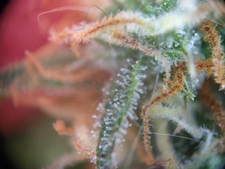 Critical Neville Haze Auto  - картинка 6