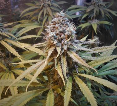 Amnesia Gold - картинка 1