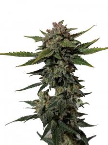 Trainwreck Auto