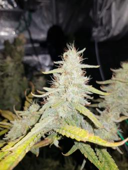 Hawaiian Snow - картинка 1