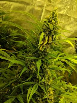 Girl Scout Cookies Auto - картинка 7