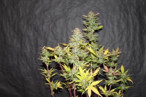 Sugar Black Rose Auto - картинка 2