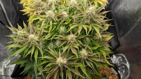 Auto Northern Lights - картинка 6