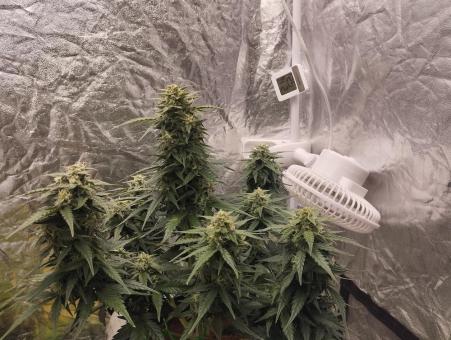 Lemon Cherry Cookies Auto - картинка 8