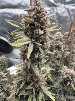 Lemon Pie Auto - картинка 1