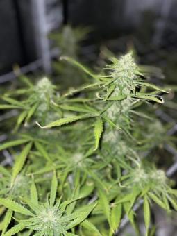 Northern Lights Auto - картинка 2