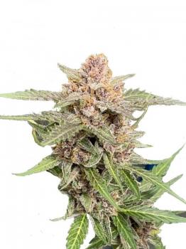 Green Crack Auto fem