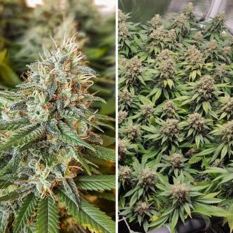 Amsterdam Amnesia - картинка 4