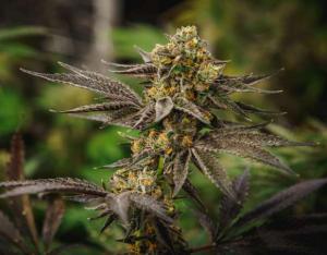 Grandpa`s Diesel genetics