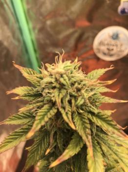 Apollo Black Cherry Auto