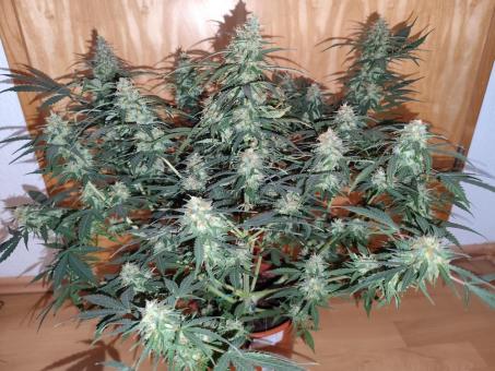 Critical Neville Haze Auto  - картинка 5