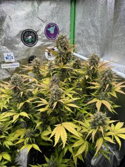 Stardawg Auto - картинка 2