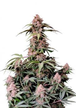 Amnesia Zkittlez Auto fem