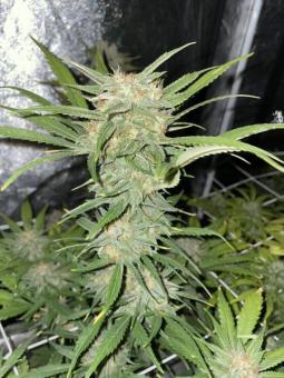 Northern Lights Auto - картинка 4