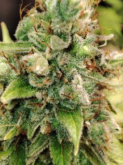 Gorilla Sherbet F1 Fast Version® - картинка 3