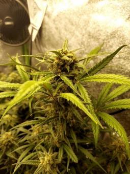 Trainwreck Auto - картинка 2