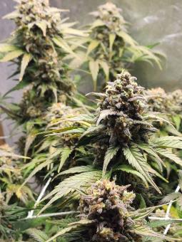 Northern Lights Auto - картинка 4