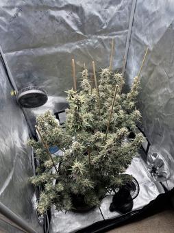 Lemon Pie Auto - картинка 2
