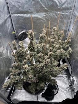 Lemon Pie Auto - картинка 3