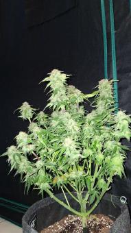 Blue Dream Auto - картинка 2