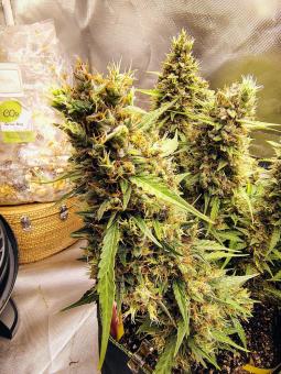 Jack Herer - картинка 5