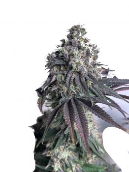 Chemical Candy