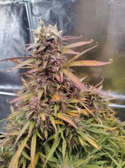 Mimosa Cake Auto - картинка 1