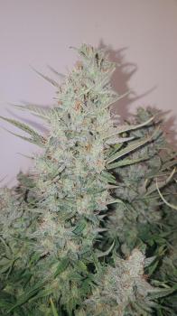Apple Strudel Auto fem