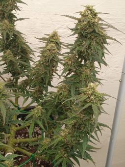 Super Critical Auto - картинка 2