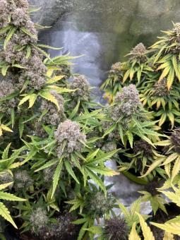 Stardawg Auto - картинка 3