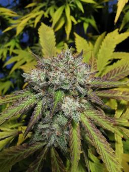 GG4 Sherbet FF - картинка 2