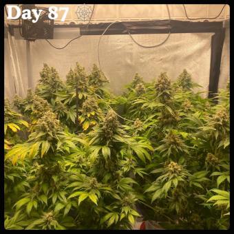 White Widow - картинка 4