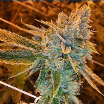 West Coast O.G. Auto - картинка 8
