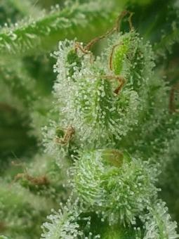 Sticky Fingers Auto - картинка 9