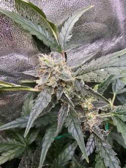Quick Crack Genetics - картинка 3