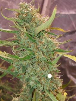 Critical genetics fem - картинка 1