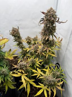 Mimosa Bruce Banner XL Auto - картинка 3