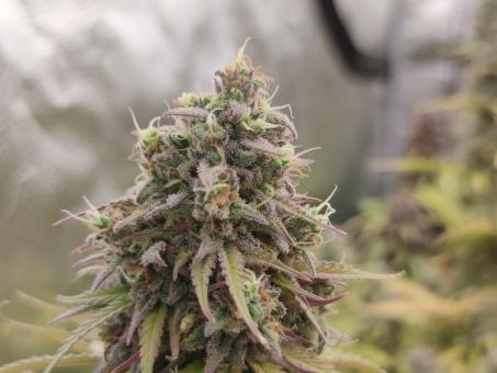Auto Northern Lights - картинка 4
