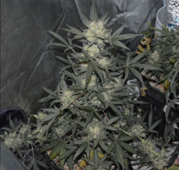 Girl Scout Cookies Auto - картинка 9