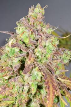Cream Caramel Auto - картинка 2