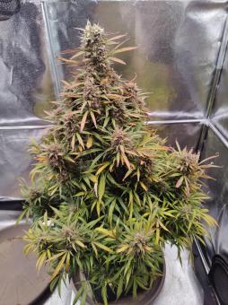 Mimosa Cake Auto - картинка 2