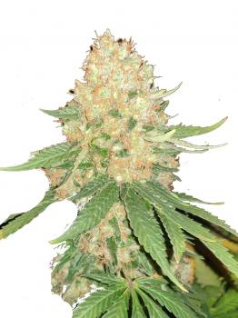 Arjan's Strawberry Haze
