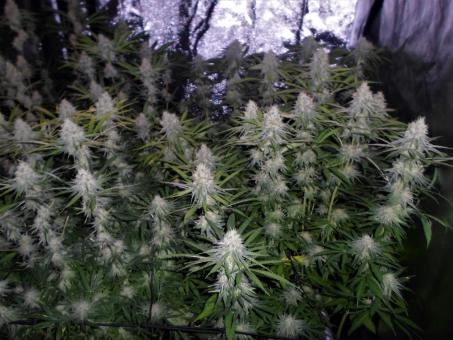 Auto Amnesia Gold - картинка 3