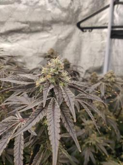 Super Lemon Haze x RS11 - картинка 4